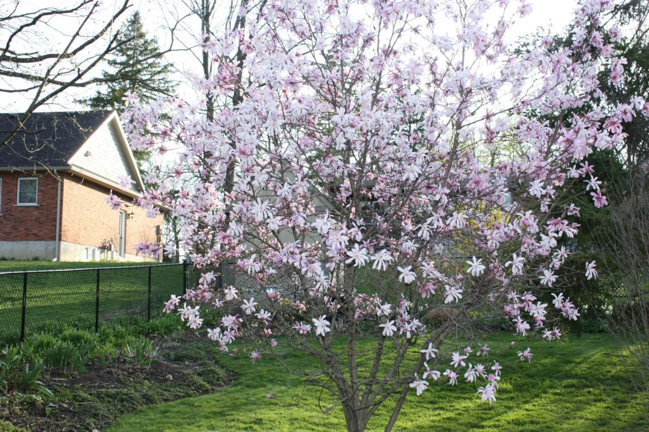 Carrousel Bed & Breakfast Cayuga Extérieur photo
